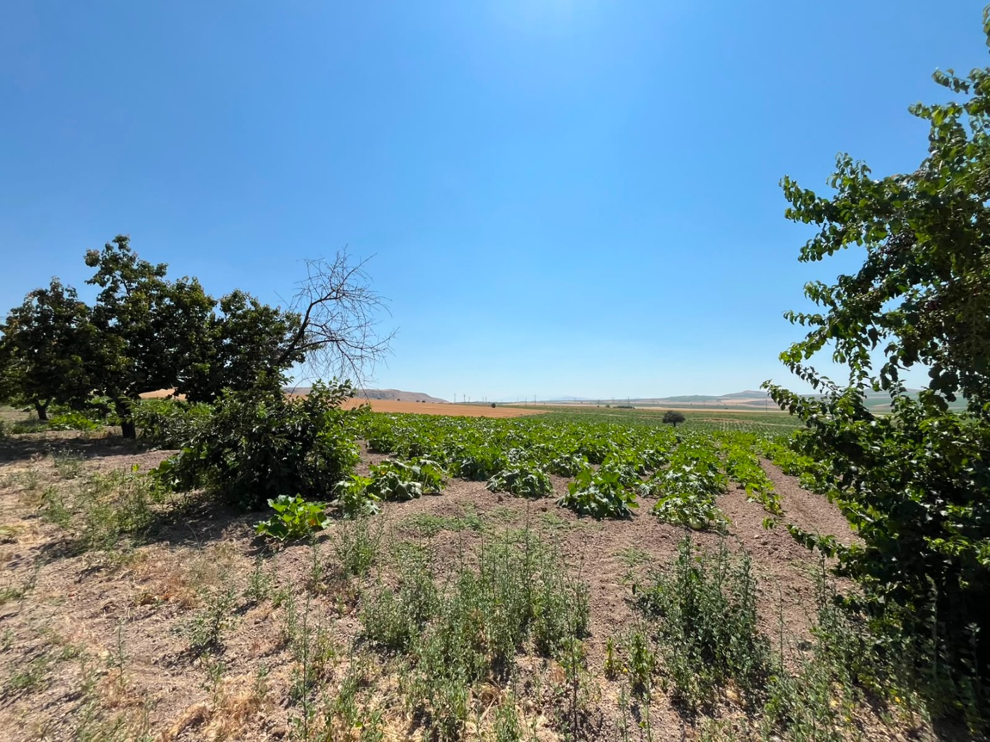 KAYSERİ DEVELİ ÇOMAKLI MAHALLESİNDE SATILIK TARLA